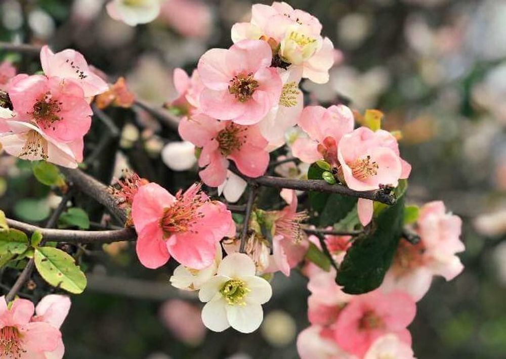 ピンク色のボケの花