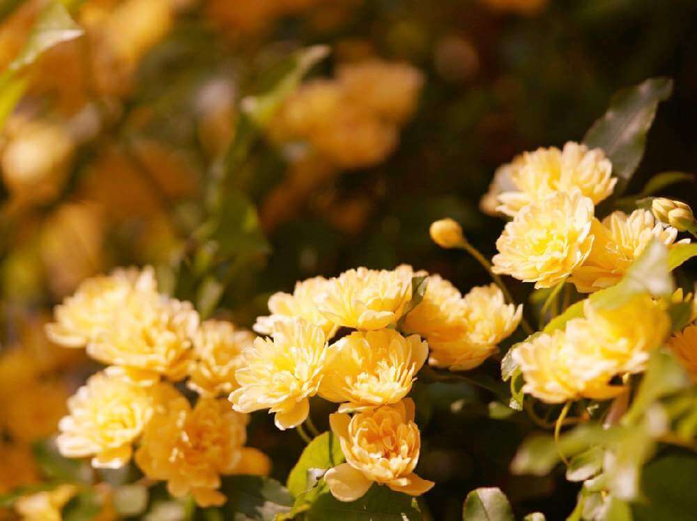 モッコウバラ 木香薔薇 の花言葉 種類や特徴などもご紹介 Greensnap グリーンスナップ
