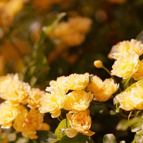 モッコウバラ 木香薔薇 の花言葉 種類や特徴などもご紹介 Greensnap グリーンスナップ