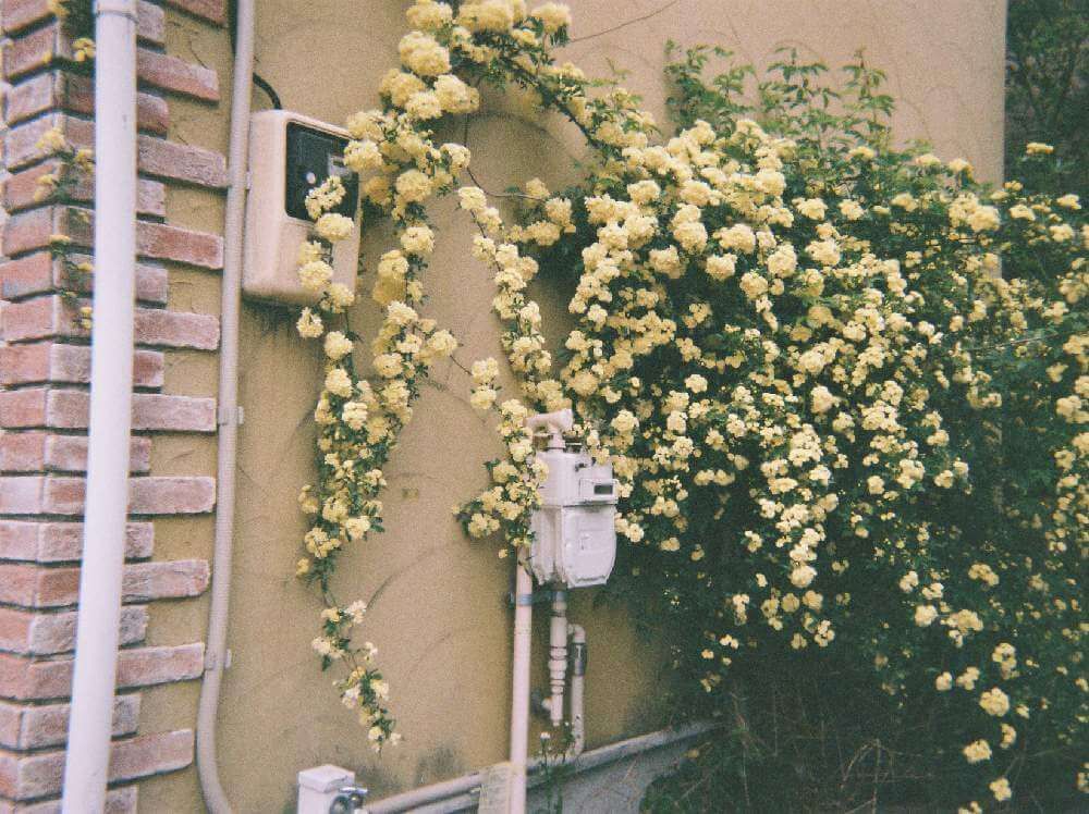 壁に伝うモッコウバラ