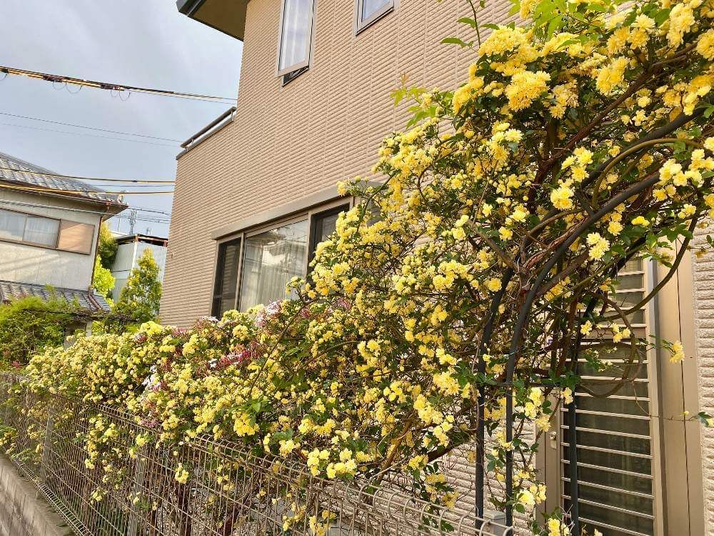 フェンスを伝うモッコウバラ