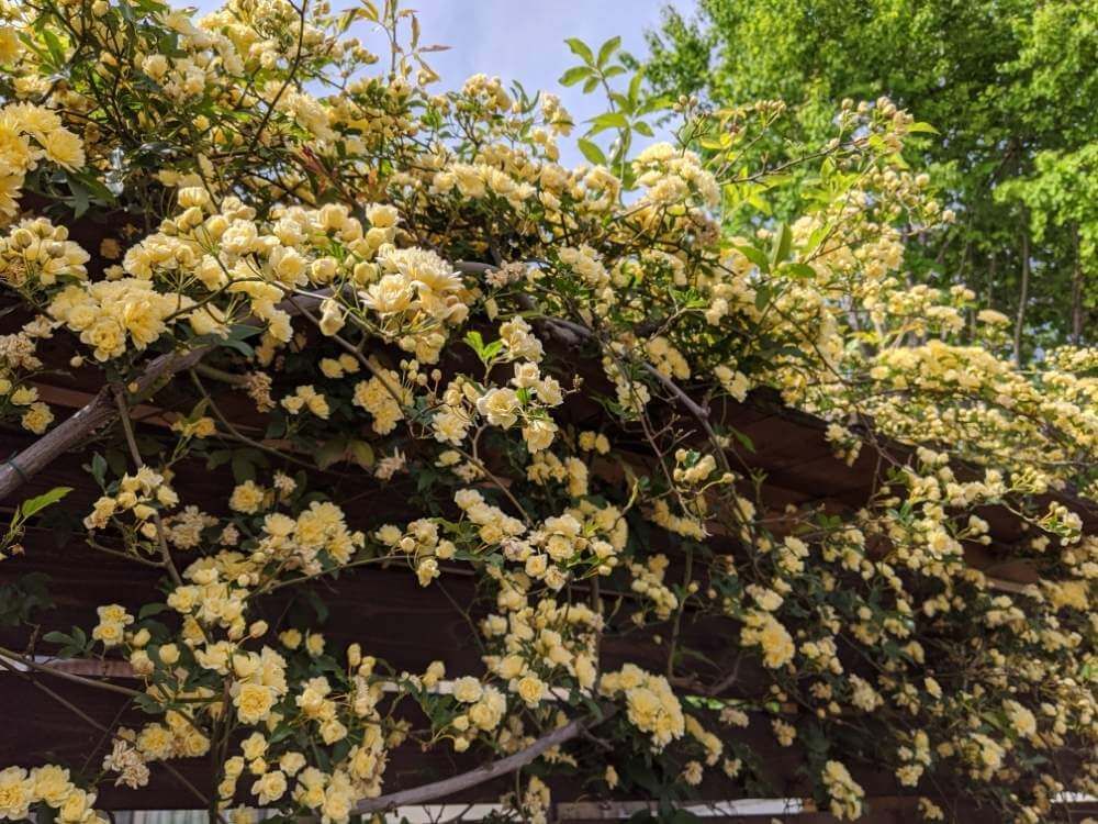 フェンス一面のモッコウバラ