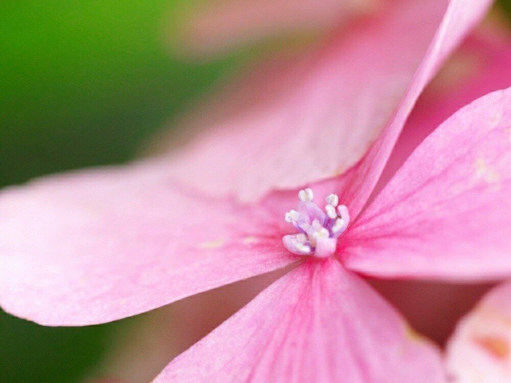 アジサイ　あじさい　紫陽花　剪定