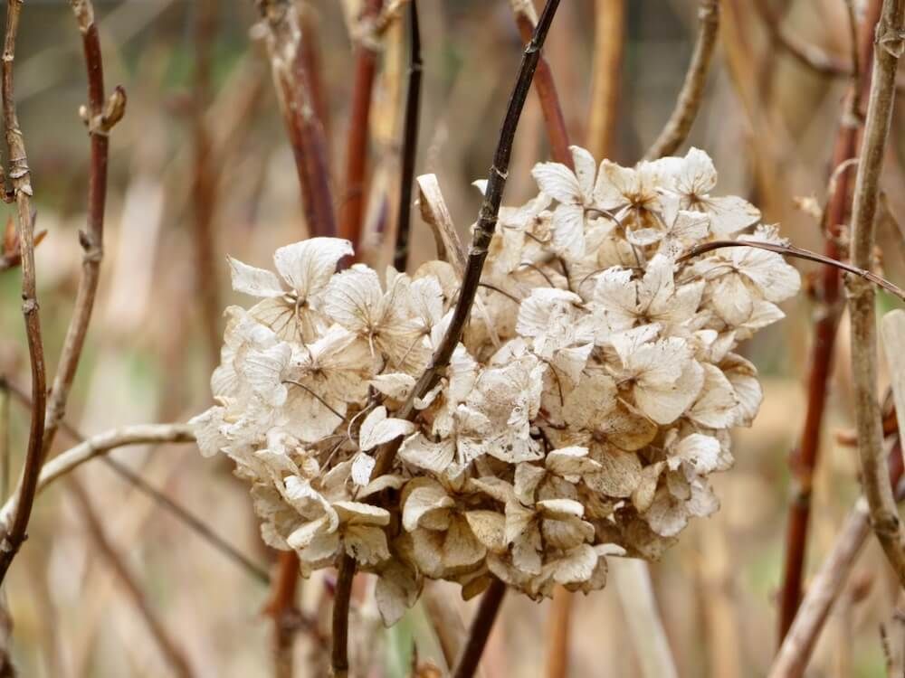アジサイ　あじさい　紫陽花　剪定