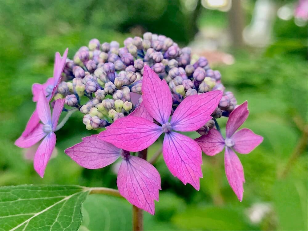 アジサイ　あじさい　紫陽花　剪定