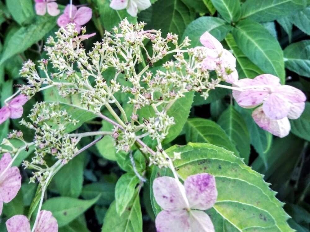 アジサイ　あじさい　紫陽花　剪定