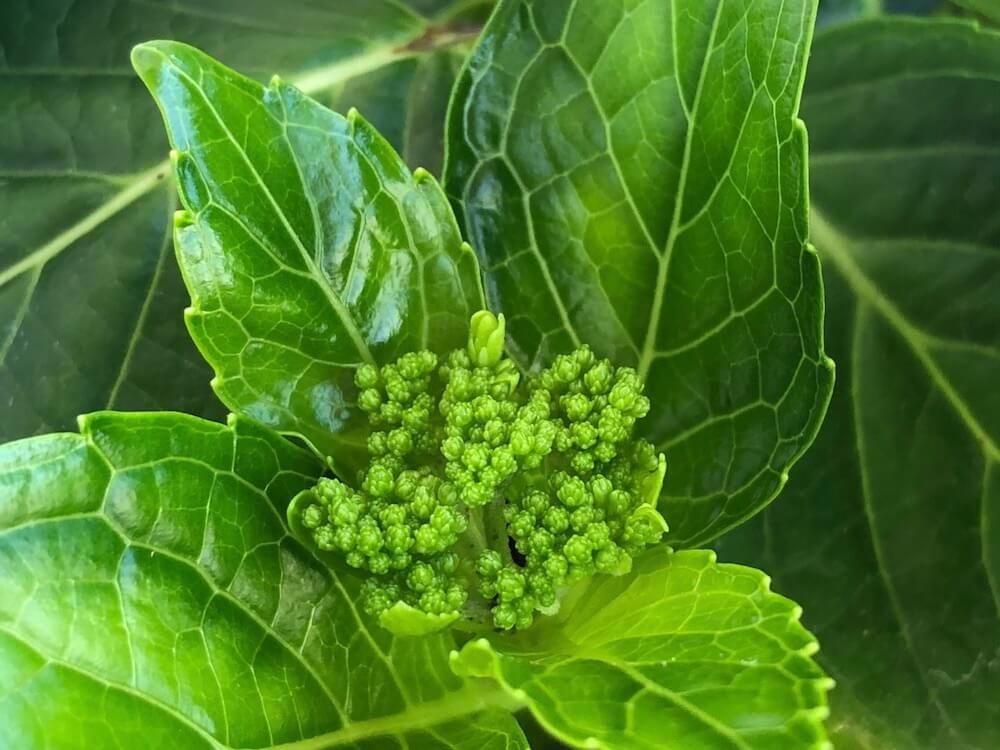 アジサイ　あじさい　紫陽花　剪定