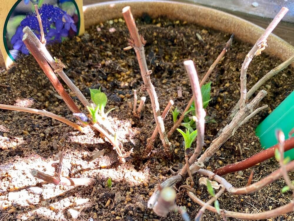 アジサイ 紫陽花 の剪定 時期はいつ 切るべき枝と位置は Greensnap グリーンスナップ