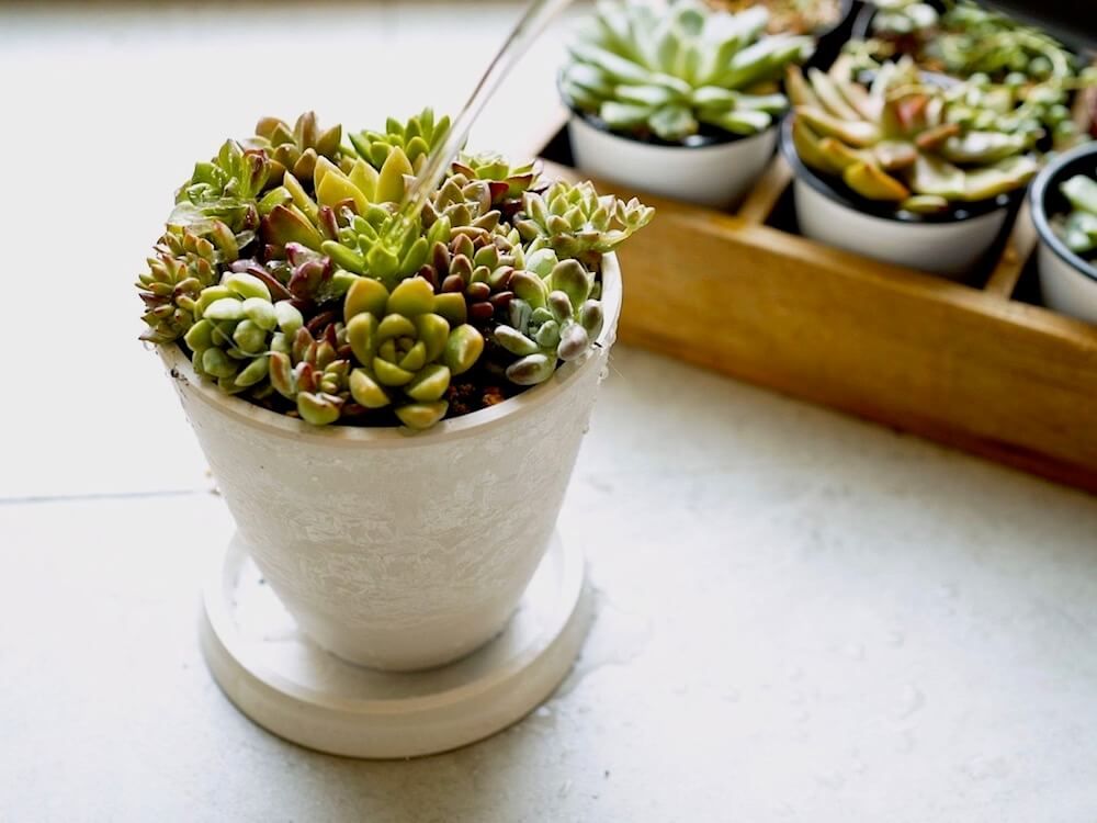 多肉植物　寄せ植え
