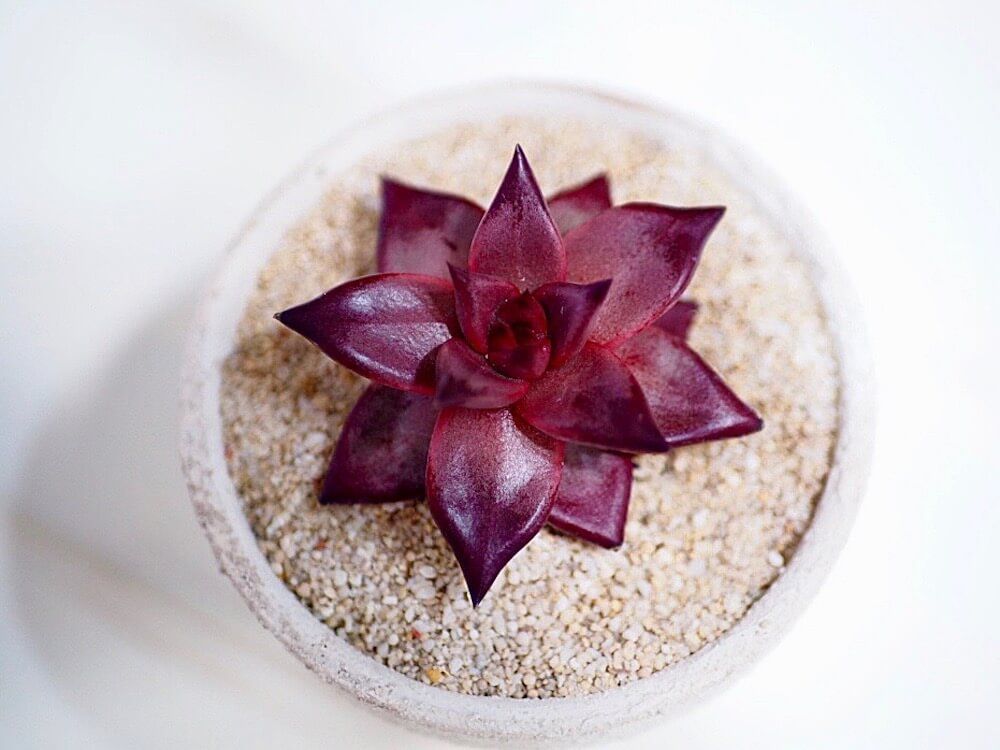 <a href="https://greensnap.jp/post/10200106" target="_blank">Photo by creamさん@GreenSnap</a>