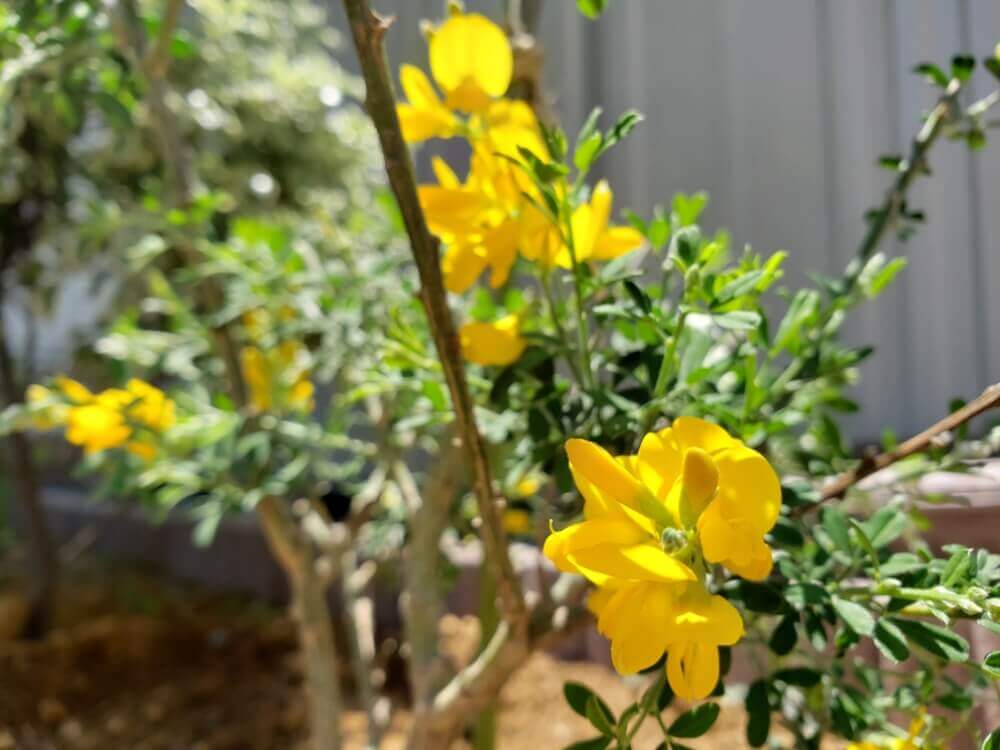 エニシダの花言葉 種類や花の特徴 どんな香りがする Greensnap グリーンスナップ