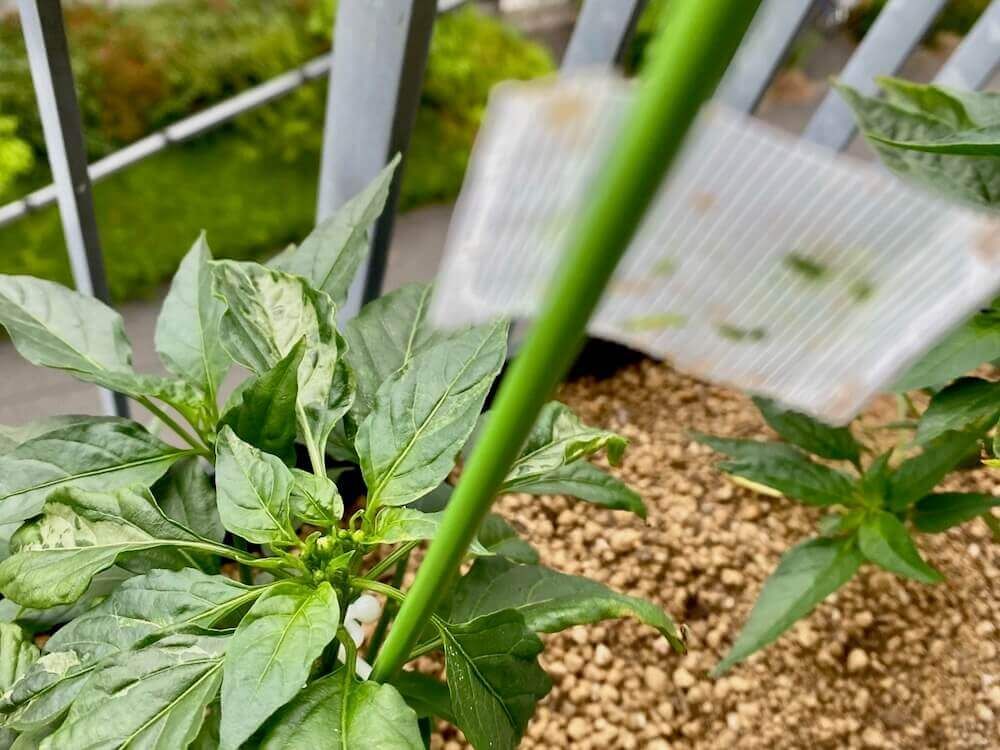 アブラムシ　油虫　害虫　防除　対策