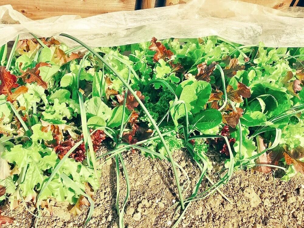 アブラムシ　油虫　オンパニオンプランツ　害虫　防除　対策