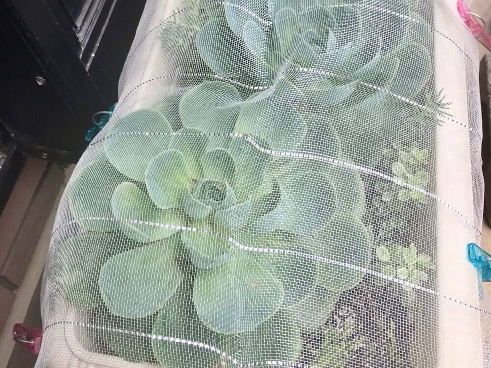 アブラムシ　油虫　害虫　防除　対策