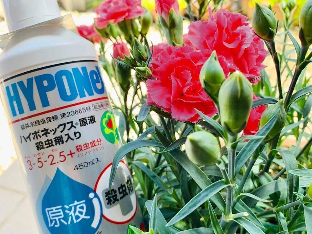 アブラムシ　殺虫剤　油虫　害虫　防除　対策