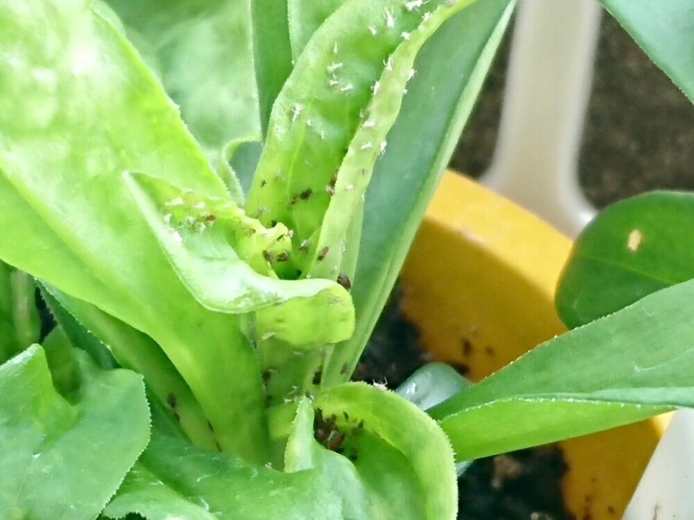 アブラムシ　油虫　害虫　防除　対策