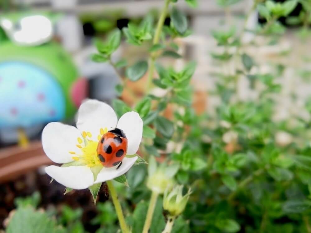 アブラムシ　油虫　害虫　防除　対策