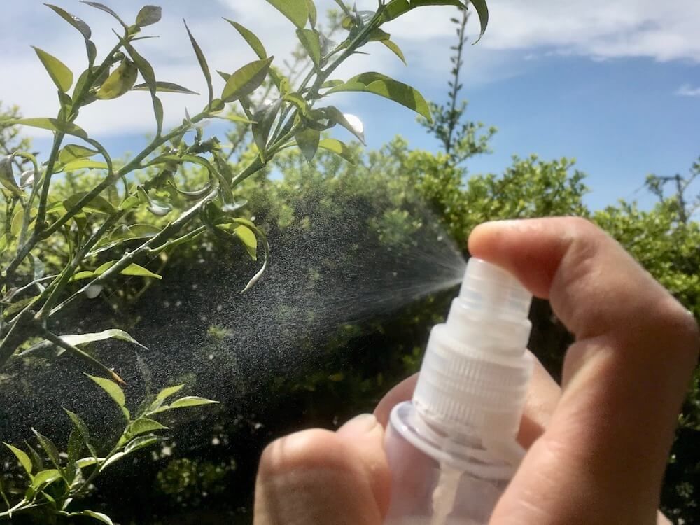 アブラムシ　スプレー　油虫　害虫　防除　対策