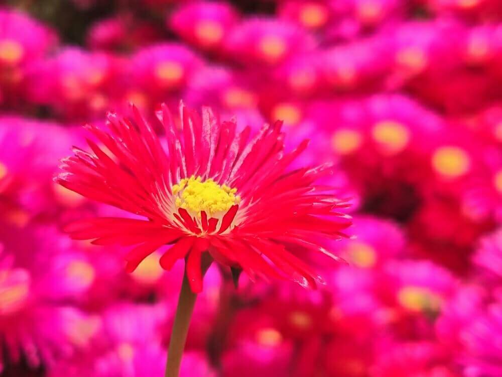マツバギク 松葉菊 の花言葉 種類や品種 花の特徴は Greensnap グリーンスナップ