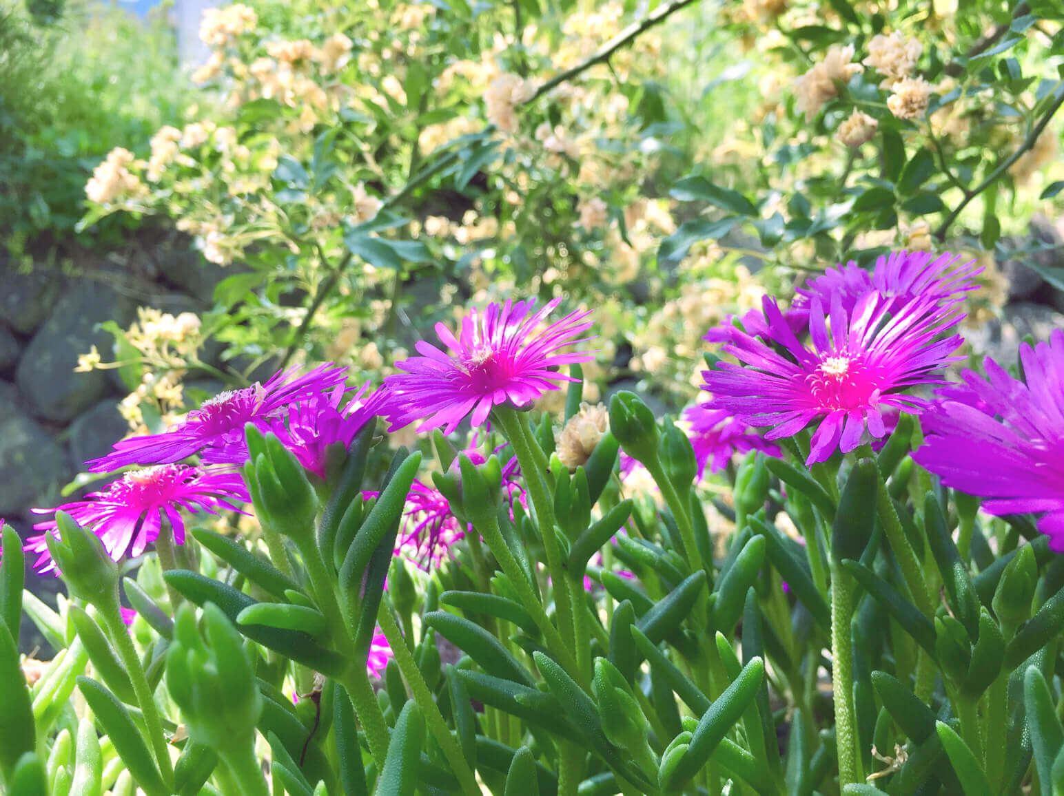 マツバギク 松葉菊 の花言葉 種類や品種 花の特徴は Greensnap グリーンスナップ