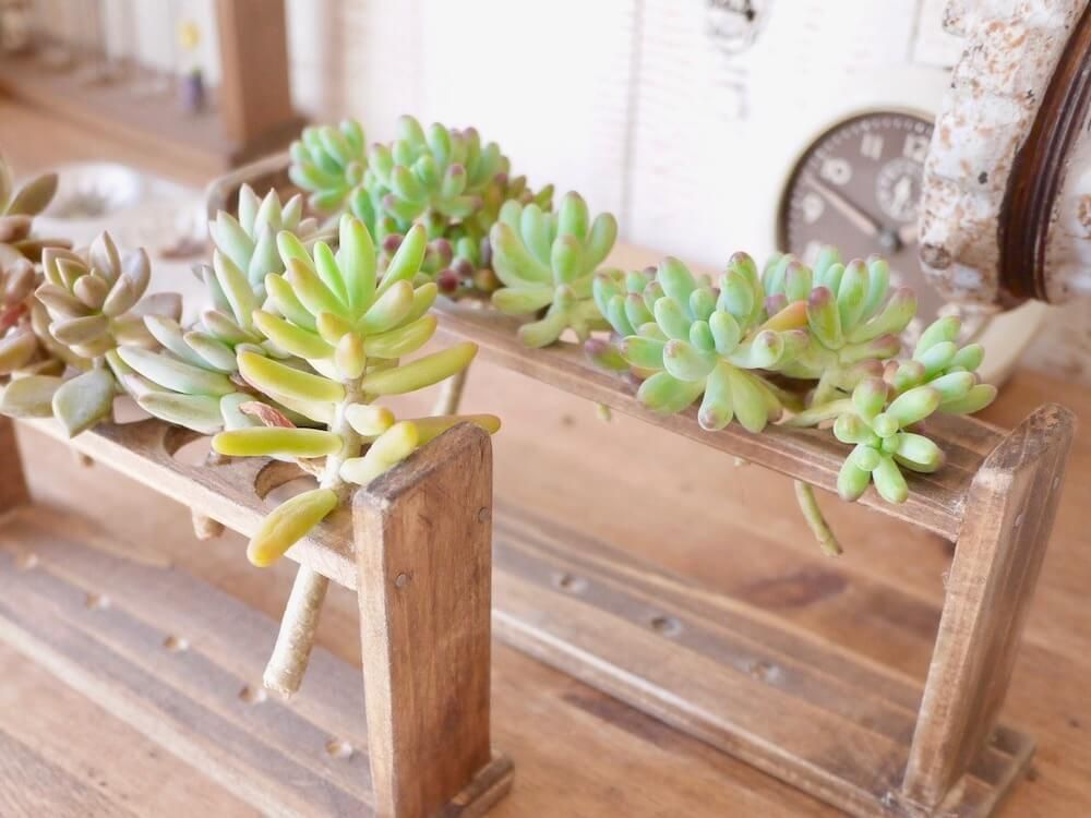 多肉植物　カット苗　仕立て直し　乾燥