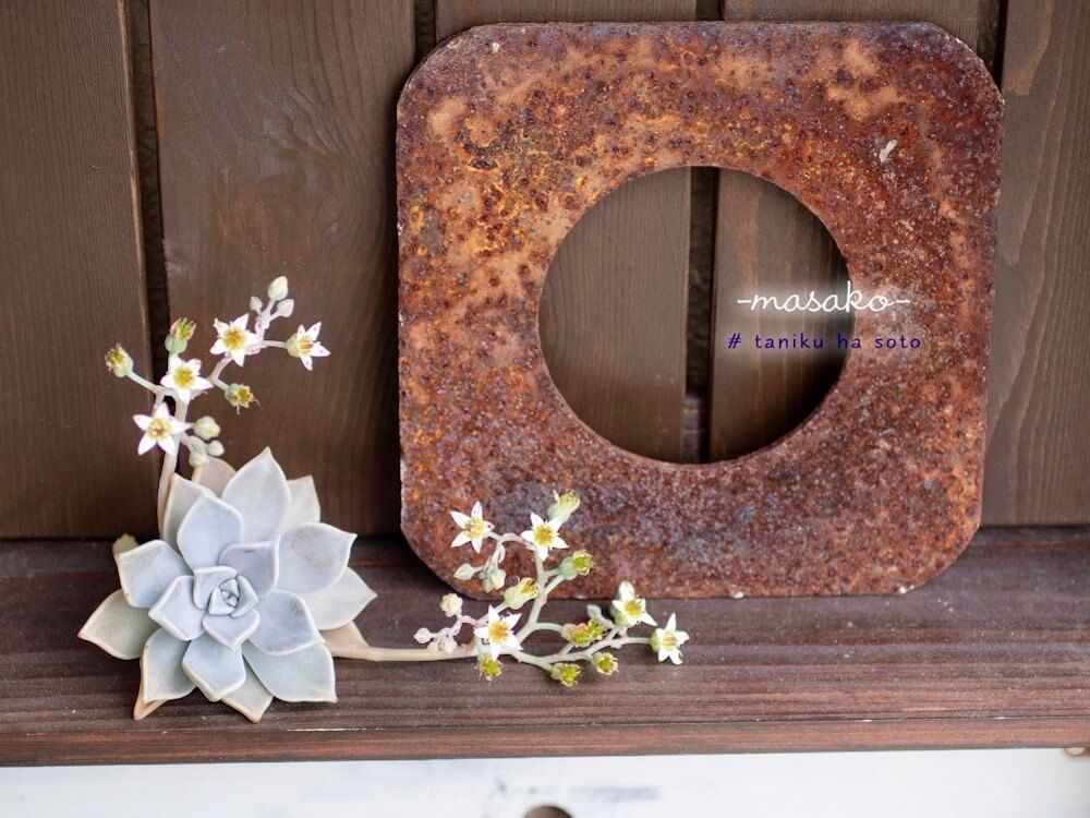 多肉植物　カット苗　仕立て直し　乾燥