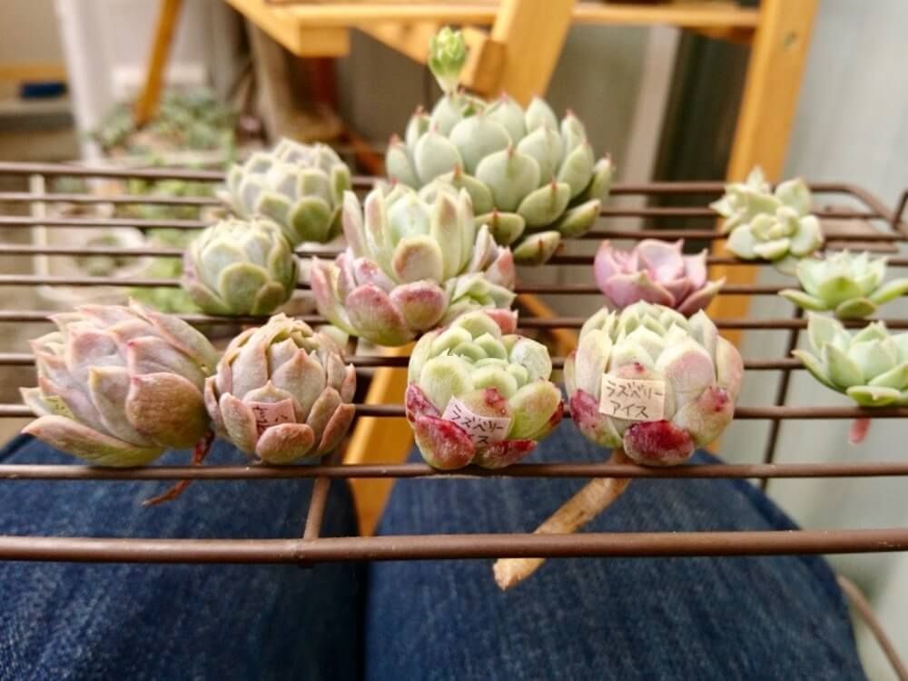 多肉植物　カット苗　仕立て直し　乾燥