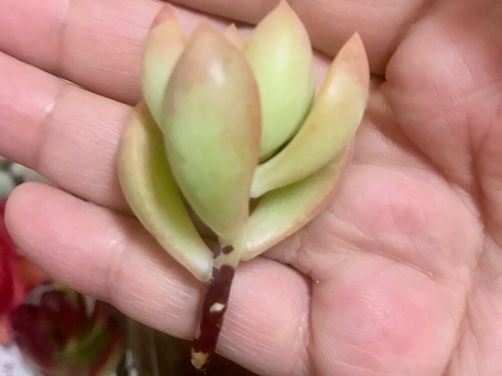 多肉植物　カット苗　仕立て直し　乾燥