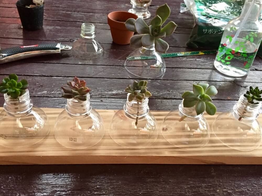 多肉植物　カット苗　仕立て直し　乾燥