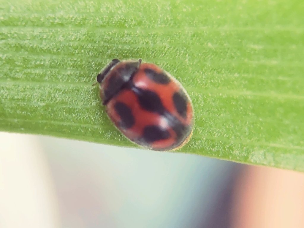 べダリアテントウ