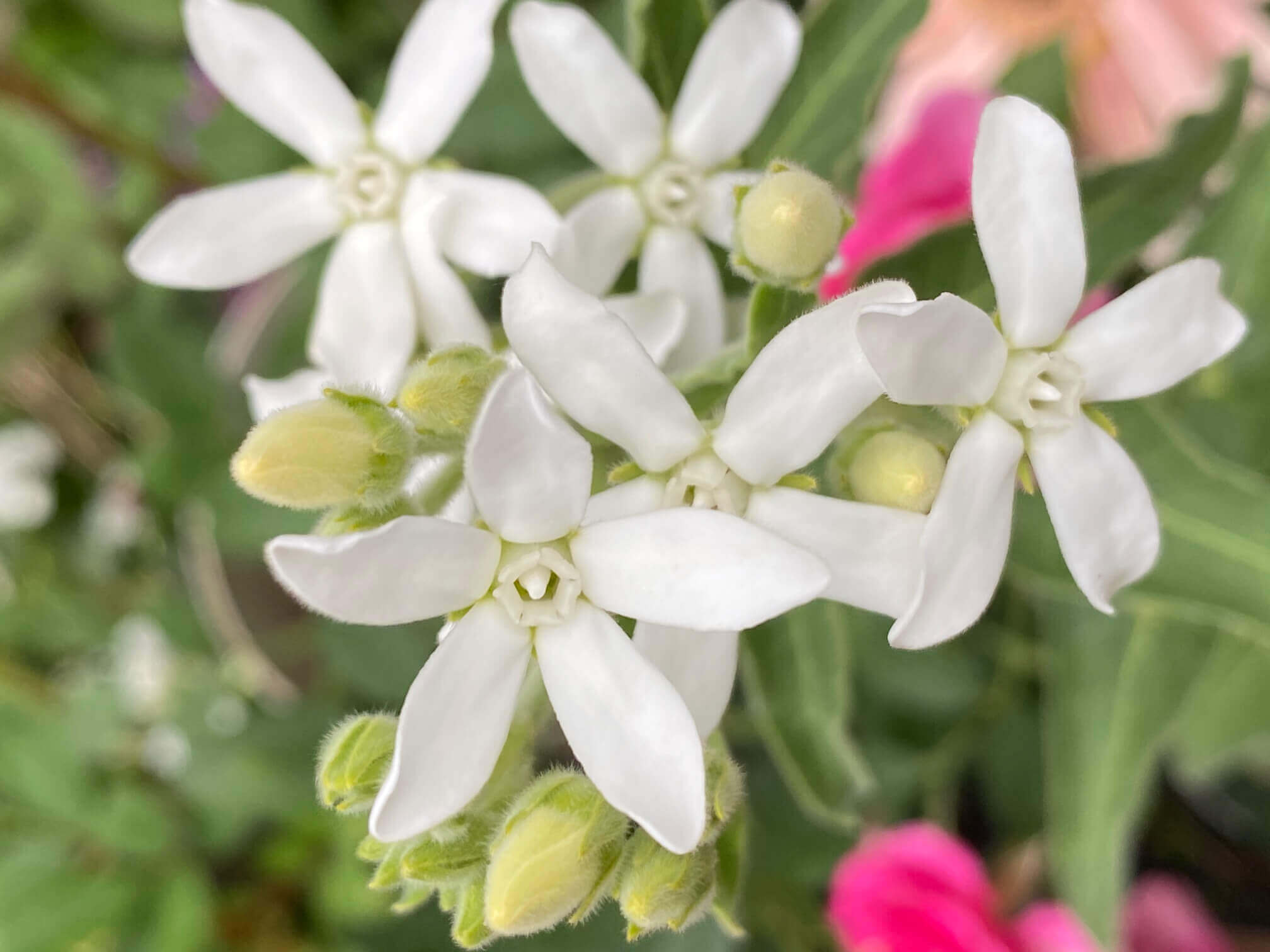 オキシペタラム ブルースター の花言葉 種類や花の特徴は 花束でのプレゼントがおすすめ Greensnap グリーンスナップ
