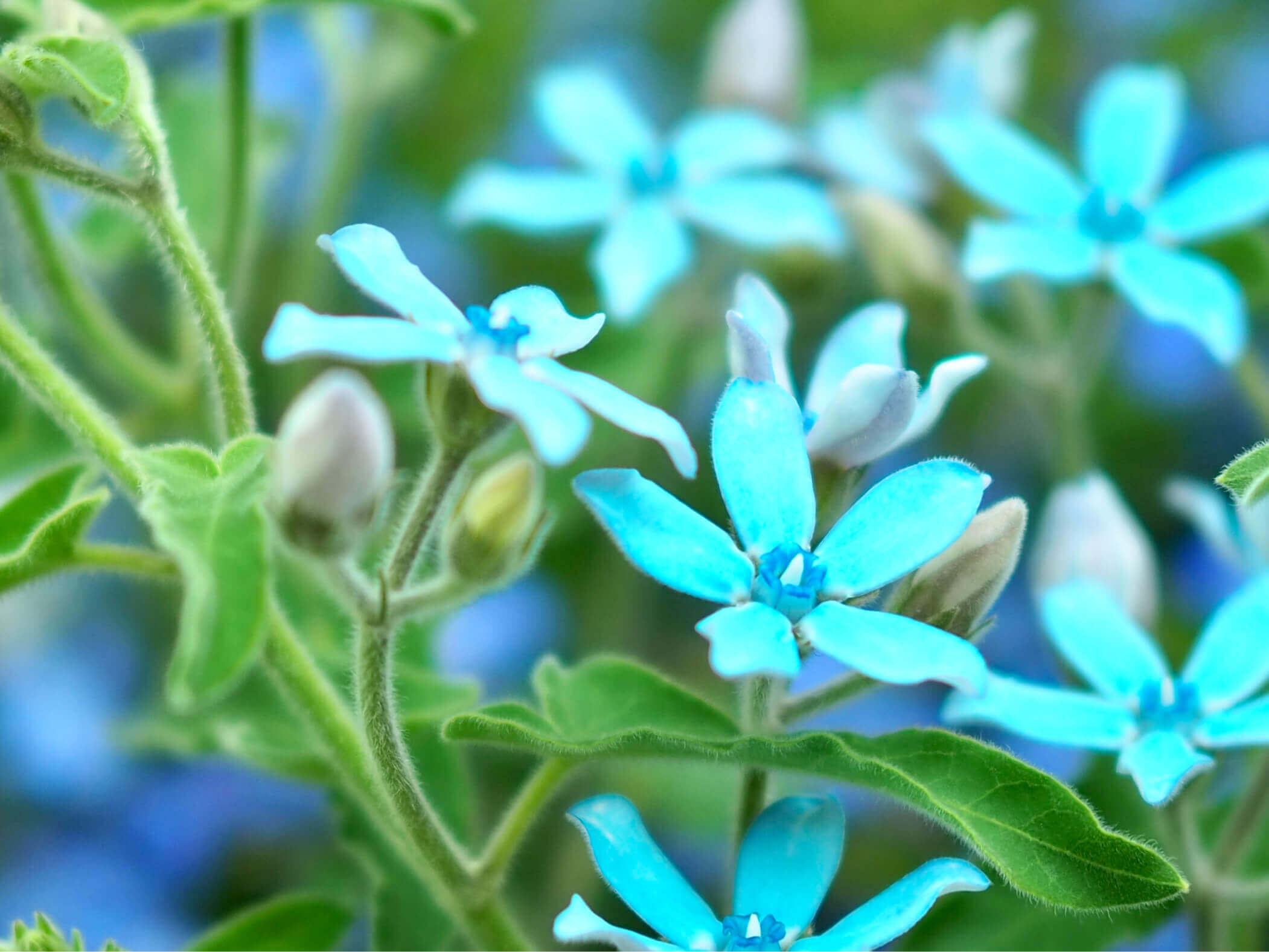 オキシペタラムの花言葉 種類や花の特徴 花束でのプレゼントがおすすめ Greensnap グリーンスナップ