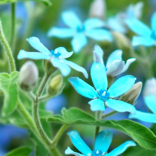 オキシペタラム ブルースター の花言葉 種類や花の特徴は 花束でのプレゼントがおすすめ Greensnap グリーンスナップ