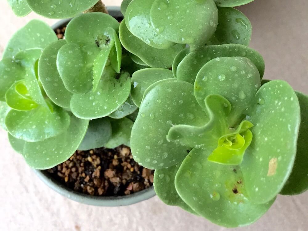 カイガラムシ　介殻虫　貝殻虫　害虫　園芸　駆除　防除　予防　殺虫