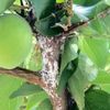 カイガラムシの駆除・対策方法｜バラや多肉植物にも発生する？の画像