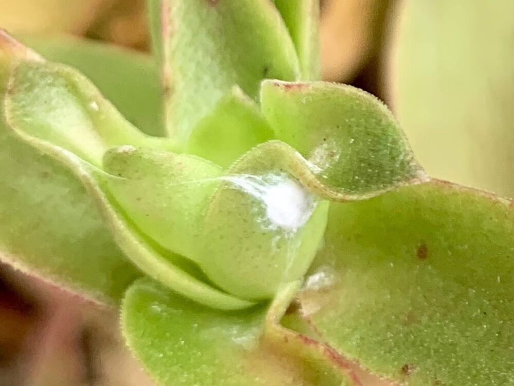 カイガラムシ　介殻虫　貝殻虫　害虫　園芸　駆除　防除　予防　殺虫