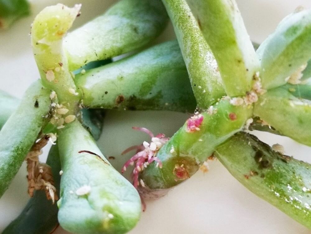 カイガラムシ　介殻虫　貝殻虫　害虫　園芸　駆除　防除　予防　殺虫