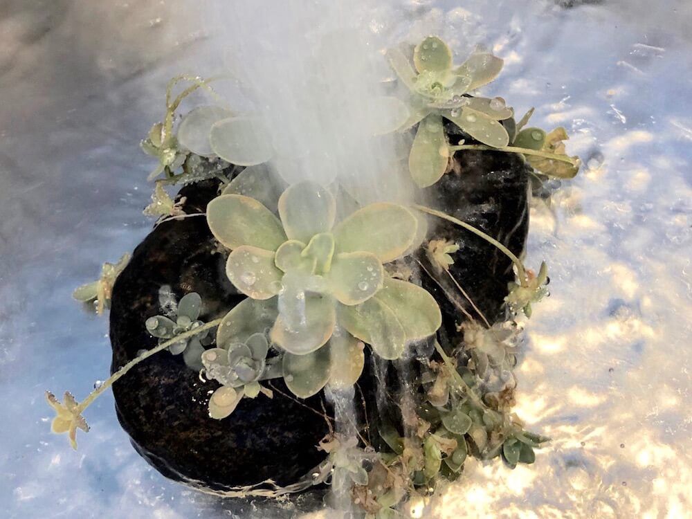 カイガラムシ　介殻虫　貝殻虫　害虫　園芸　駆除　防除　予防　殺虫