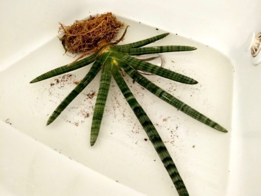 カイガラムシ　介殻虫　貝殻虫　害虫　園芸　駆除　防除　予防　殺虫