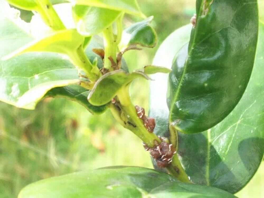 カイガラムシ　介殻虫　貝殻虫　害虫　園芸　駆除　防除　予防　殺虫