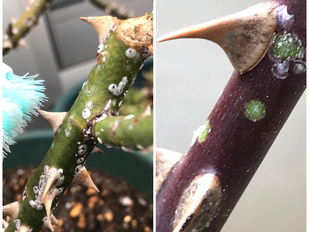 カイガラムシ　介殻虫　貝殻虫　害虫　園芸　駆除　防除　予防　殺虫