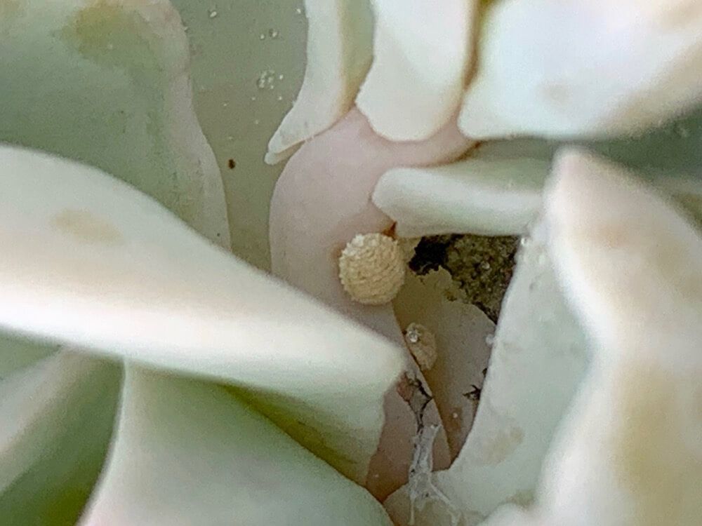 カイガラムシ　介殻虫　貝殻虫　害虫　園芸　駆除　防除　予防　殺虫