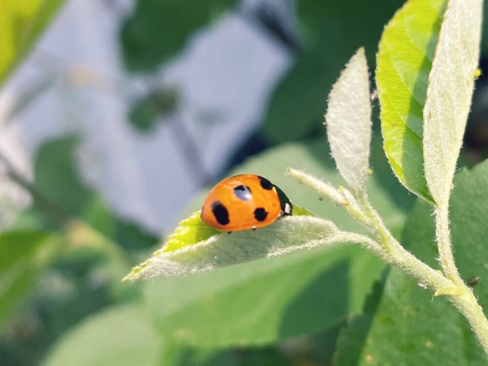 カイガラムシ　介殻虫　貝殻虫　害虫　園芸　駆除　防除　予防　殺虫