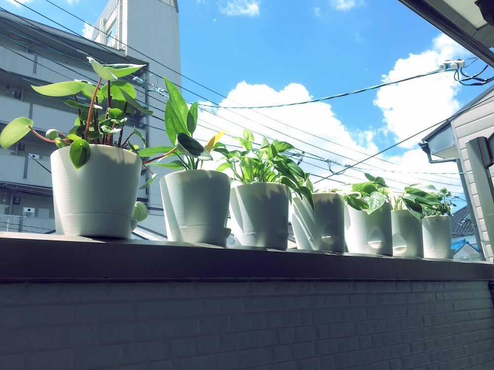 観葉植物　日当たり　日光浴