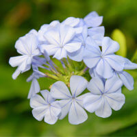 プルンバゴ(ルリマツリ)の花言葉｜種類や品種、花の特徴は？の画像