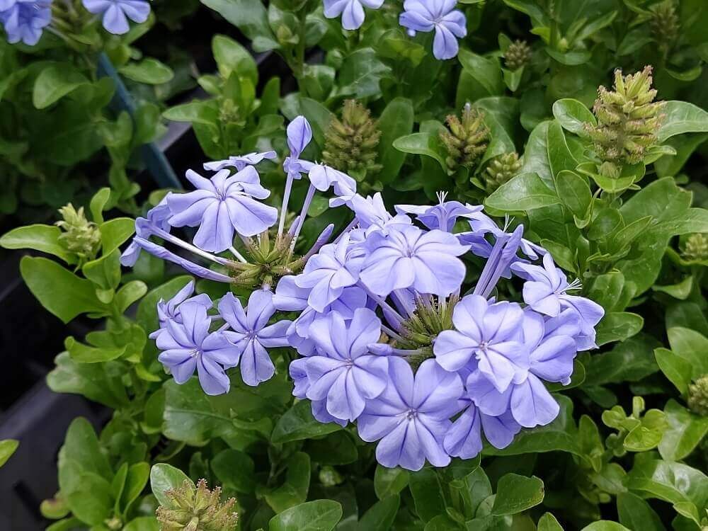 プルンバゴ　ルリマツリ
