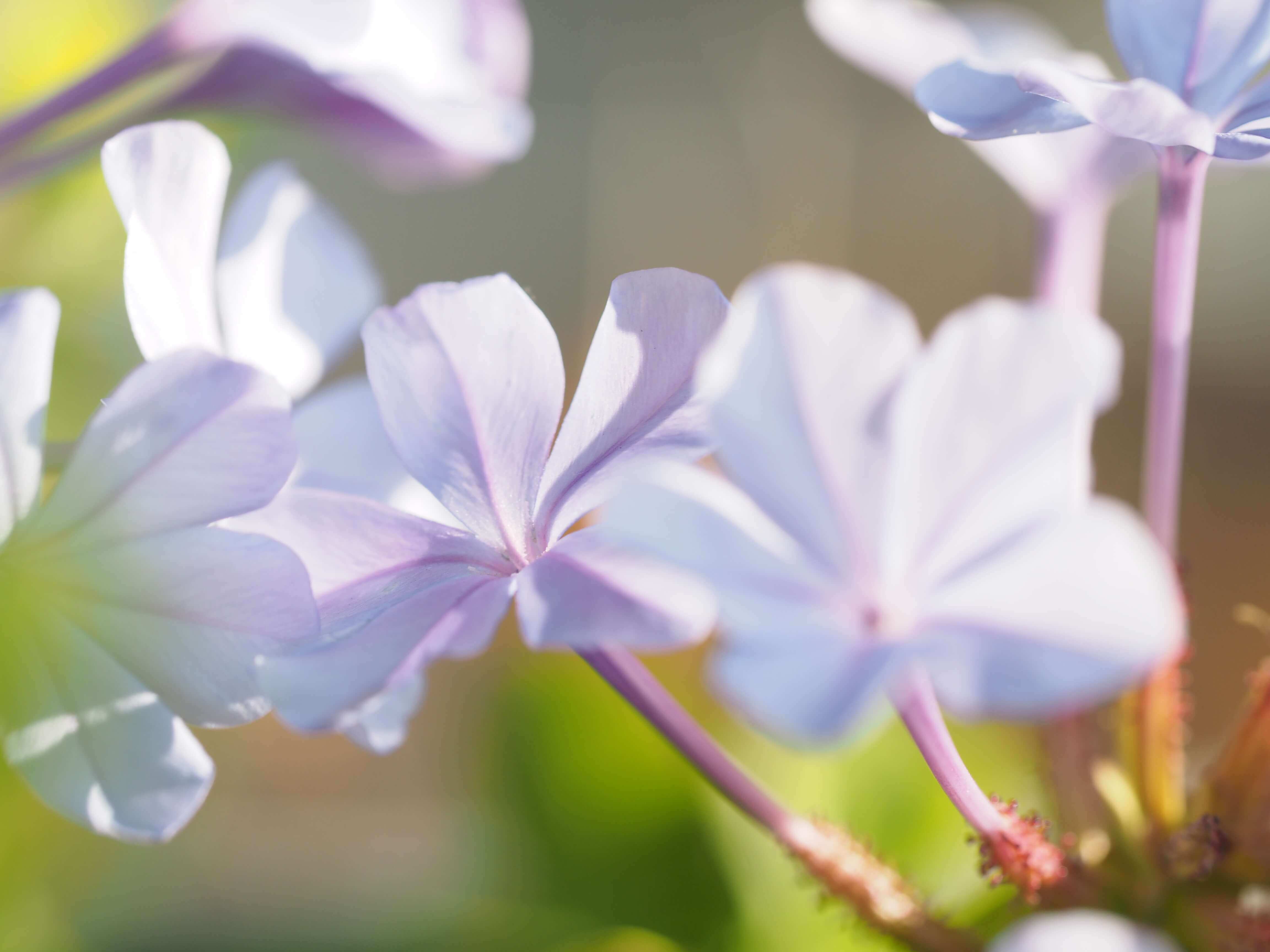 プルンバゴ ルリマツリ の花言葉 種類や品種 花の特徴は Greensnap グリーンスナップ