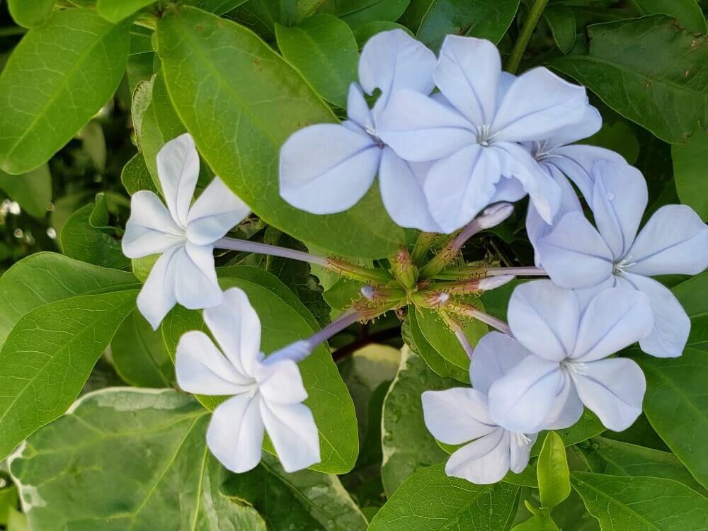 プルンバゴ　ルリマツリ
