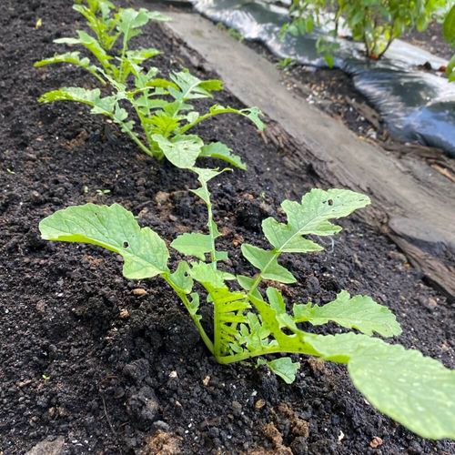 ダイコン 大根 の栽培 育て方 種まきの方法は 間引きや収穫時期はいつ Greensnap グリーンスナップ ダイコン 大根 の栽培 育て方 種まきの方法は 間引きや収穫時期はいつ Greensnap グリーンスナップ