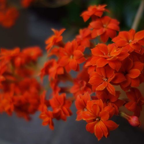 カランコエの花言葉 花の特徴や種類 どんな多肉植物なの Greensnap グリーンスナップ